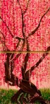 Cherry Blossom